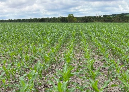 Estudo revela baixo impacto do milho safrinha na mudança de uso da terra no Brasil