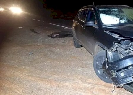 Anta atravessa rodovia e destrói frente de SUV em acidente na BR-267