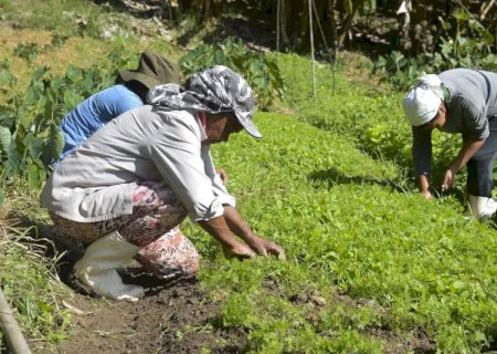 Renegociação das dívidas rurais mobiliza Congresso e setor produtivo para garantir produção de alimentos e estabilidade econômica
