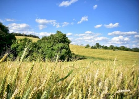 Condições climáticas favorecem trigo e sustentam boa evolução do milho segunda safra