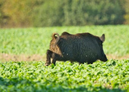 Painel inédito mapeia ocorrências de javalis em Mato Grosso do Sul