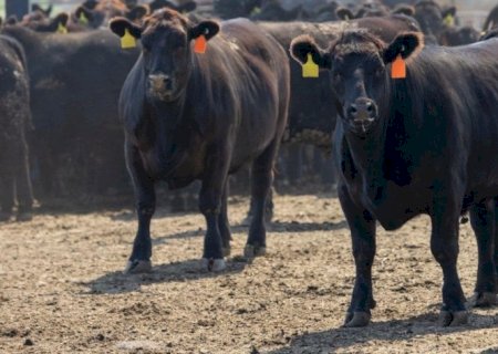 Antimicrobianos: Culpa da UE ou o Brasil não fez a lição de casa?