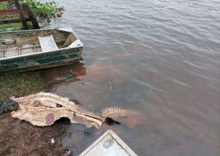 Polícia prende suspeitos de caçar jacarés e furtar gado no Pantanal