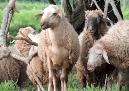 Leite pode ampliar rebanho e salvar animal pantaneiro ameaçado de extinção