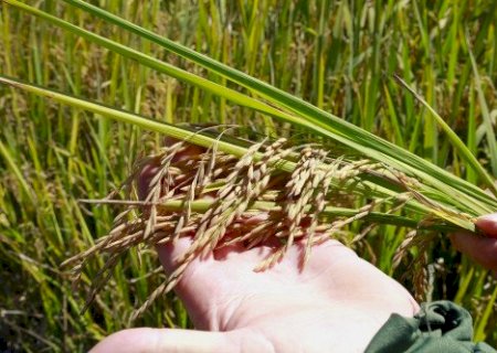 Clima ameaça mudar o rumo do mercado do arroz