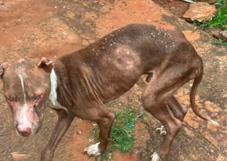 Pitbull é resgatado cego e “só pele e osso” em casa usada para tráfico