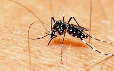 Boletim Epidemiológico: MS registra 9.686 casos confirmados de chikungunya