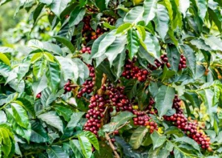 EUA isentam café do Brasil e protegem US$ 2,5 bilhões em envios