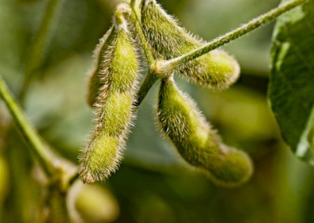 Impacto da geopolítica global no agro brasileiro abre debate em seminário sobre mercado de soja