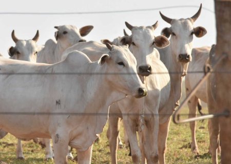 Pecuaristas de MS vão contra novas exigências da União Europeia para carne exportada