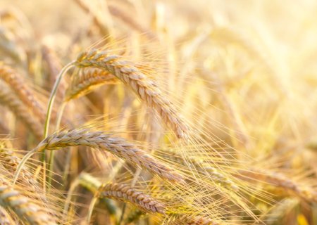 Trigo sobe com riscos da guerra na Ucrãnia e perspectiva otimista do USDA sobre estoques globais