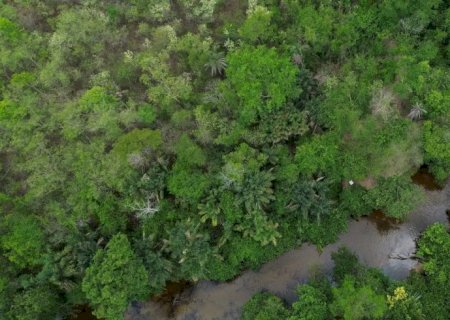 Projeto busca restaurar 600 mil hectares de vegetação nativa no Brasil