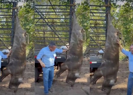 Javali gigante de quase 300 kg, o “Lendário', é abatido após 10 anos aterrorizando região