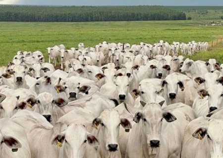 Fim da cota chinesa pode gerar prejuízo de US$ 4,5 bilhões às exportações brasileiras de carne bovina