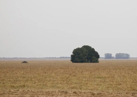 O Cerrado entre o desenvolvimento e a destruição