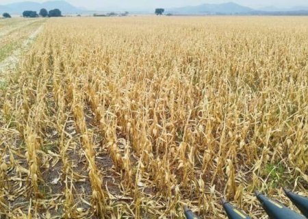Safra de milho em MS mantém alto potencial, mas clima e colheita exigem atenção