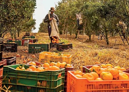 Agro cria 30,5 mil empregos formais em junho, impulsionado pelos cultivos de laranja e café