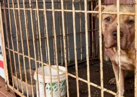 Pitbull foge de casa, invade residência de vizinha e mata cães