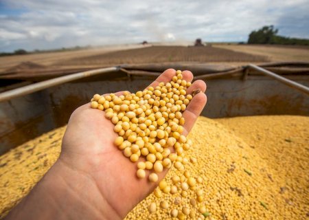 Vazio sanitário abre janela de decisões que podem definir produtividade da soja