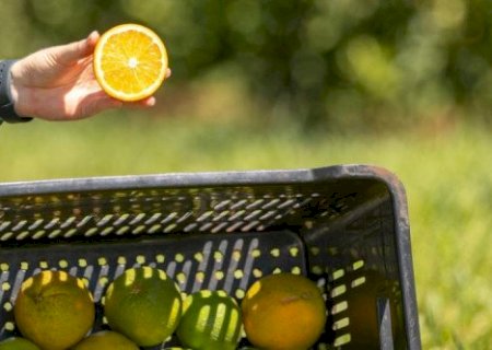 França investe em óleos de laranja azeda e suinocultura em MS