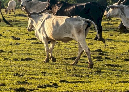 Pecuarista de MS é alvo de inquérito por deixar bois morrendo de fome em fazenda