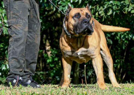 Animais reforçam segurança no campo, mas exigem manejo responsável