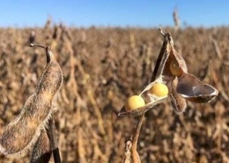 Produção de soja traz menor crescimento em 30 anos