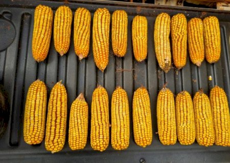 Colheita do milho ganha ritmo e entra na fase mais intensa em Mato Grosso do Sul