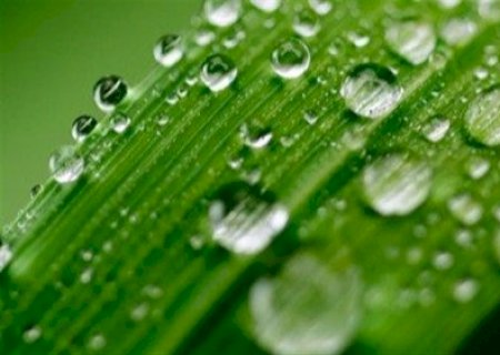 Chuvas na entressafra ampliam janela de controledo ganha espaço contra nematoides