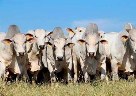 União Europeia paga até 40% mais pela carne bovina do que a China