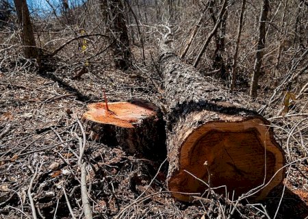 Operação identifica 348,67 hectares de desmatamento ilegal em Mato Grosso do Sul