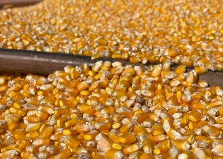 Colheita de milho passa de 1 milh&atilde;o de hectares em MS e chega a 49% da &aacute;rea