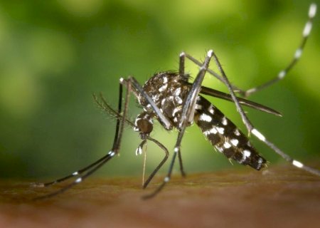 Dengue exige atenção em Mato Grosso do Sul; municípios e população precisam reforçar os cuidados