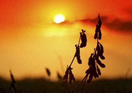 Como o El Niño pode afetar a produção de soja, café, trigo, leite e hortaliças