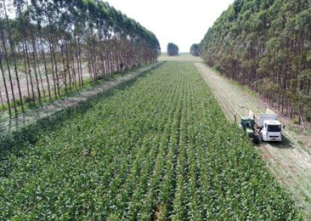 Pastagens degradadas abrem espaço para expansão agrícola