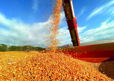 Milho acumula alta de quase 3% em julho