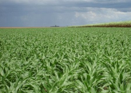 Demanda externa sustenta milho em parte do mercado