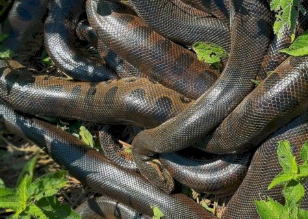 ‘Bolo de sucuris’: turistas registram acasalamento de serpentes em MS