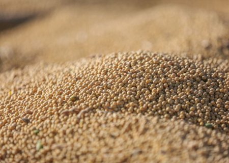 Qualidade do grão ganha peso e amplia exigências na produção de soja