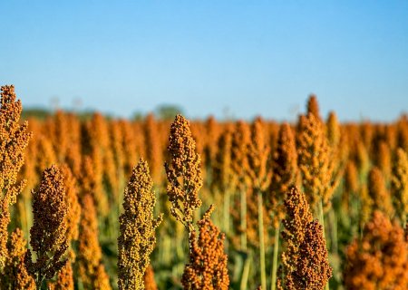 Sorgo cresce 24,9% e ganha novos mercados além da alimentação animal