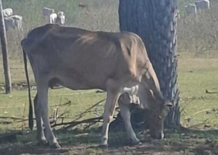 Gado abandonado expõe fraude na carne sustentável do Pantanal