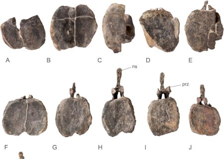 Fóssil na Espanha revela dinossauro gigante inédito na Europa | G1