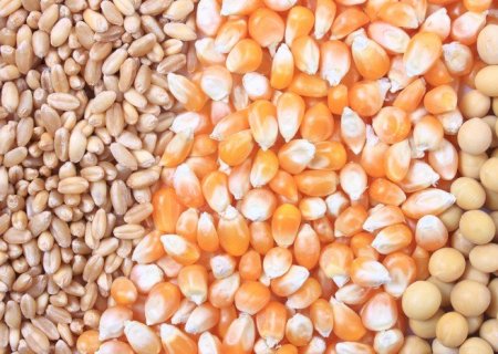 Soja cresce, milho perde produção global e trigo eleva estoques na safra 2026/27