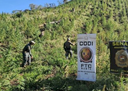 Plantação que renderia 48 toneladas de maconha é destruída na fronteira