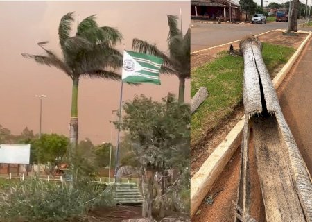 Nuvem de poeira passa por Batayporã, derruba coqueiro usado como ninho por araras e assusta moradores