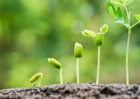 Como a auxina orienta o crescimento vegetal e eleva a produtividade