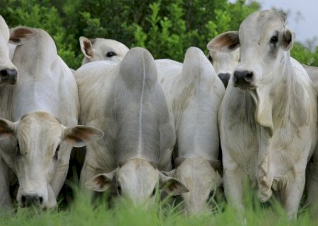 Comportamento da raça bovina influencia planejamento da fazenda