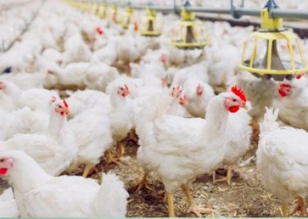 Exportação de frango amplia atenção sobre preços