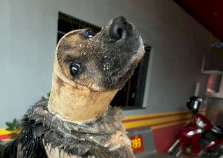 Cachorro cai em tubulação enquanto fugia da chuva em Ivinhema e é resgatado