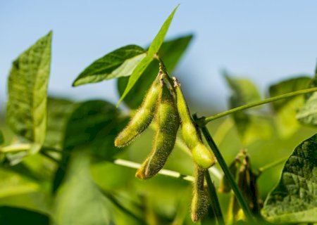 Soja sobe em Chicago nesta 6ª feira (9), à espera de relatório do USDA sobre a safra dos EUA